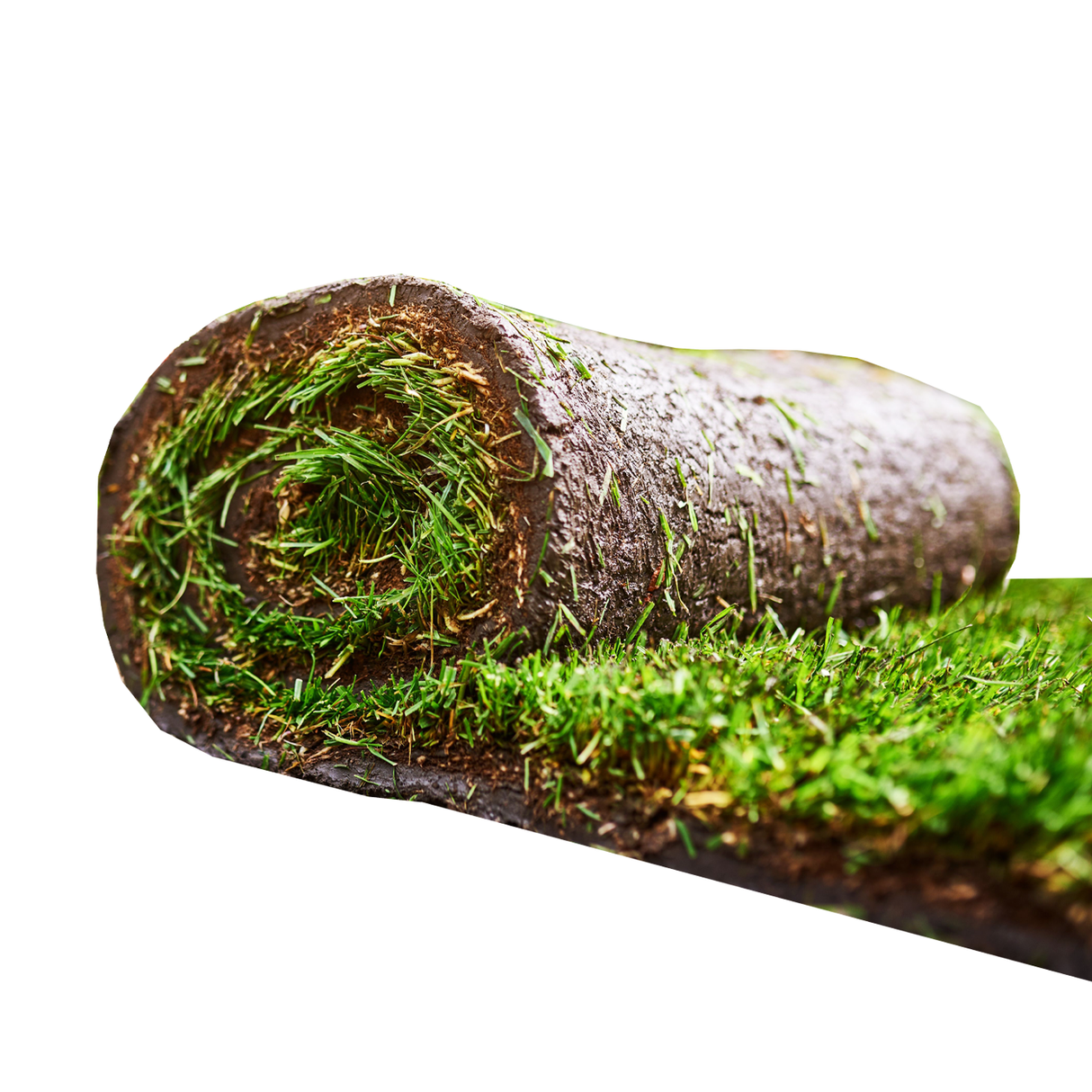 Rollrasen Spiel- und Sportrasen