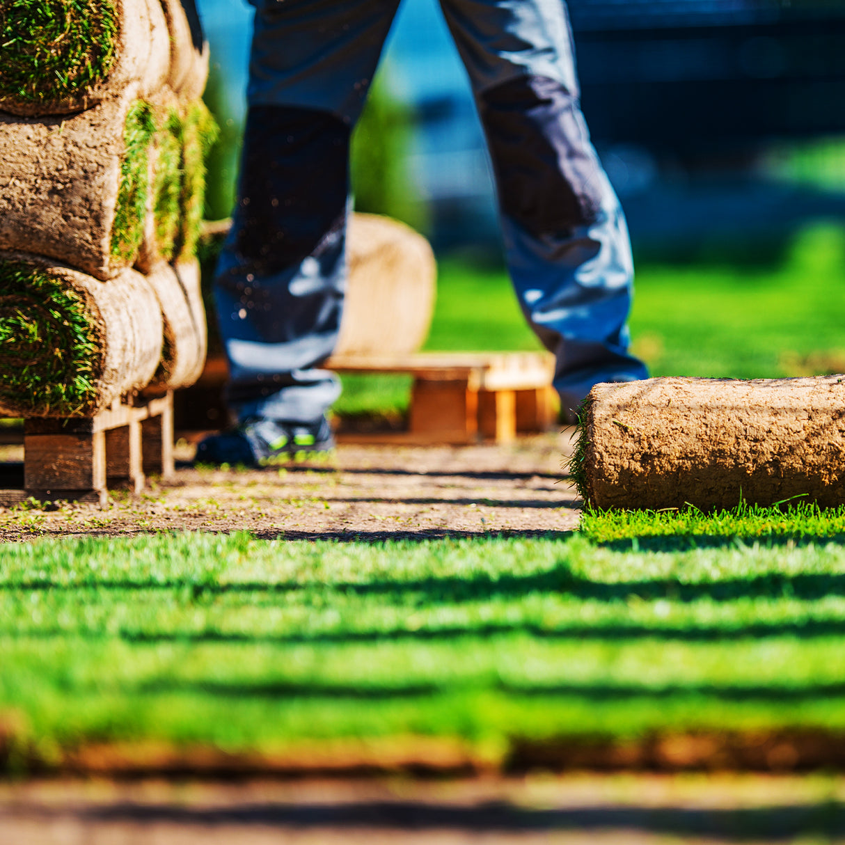 Rollrasen Spiel- und Sportrasen
